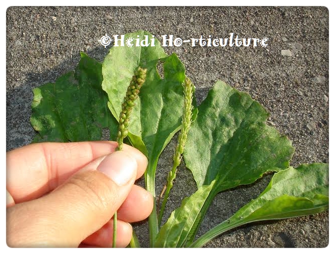 Heidi Horticulture: Plant Hero: Plantain - Plantago major