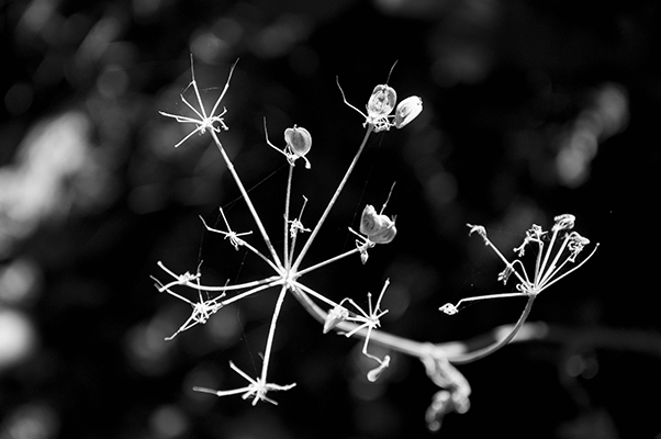 Fleur photo en noir et blanc