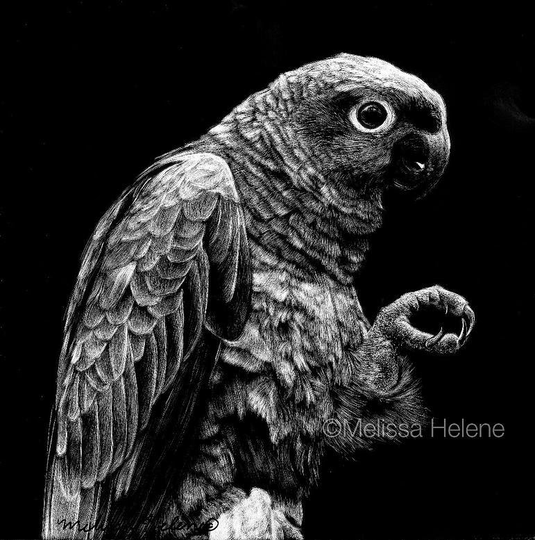 08-Parrot-Melissa-Helene-Amazing-Expressions-in-Scratchboard-Animal-Portraits-www-designstack-co