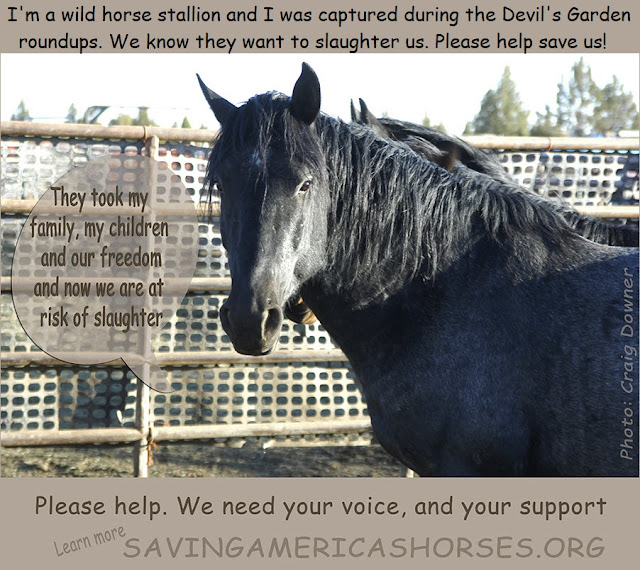 Wild for Life Foundation A Wink and Nod Help Save the Devil's Garden