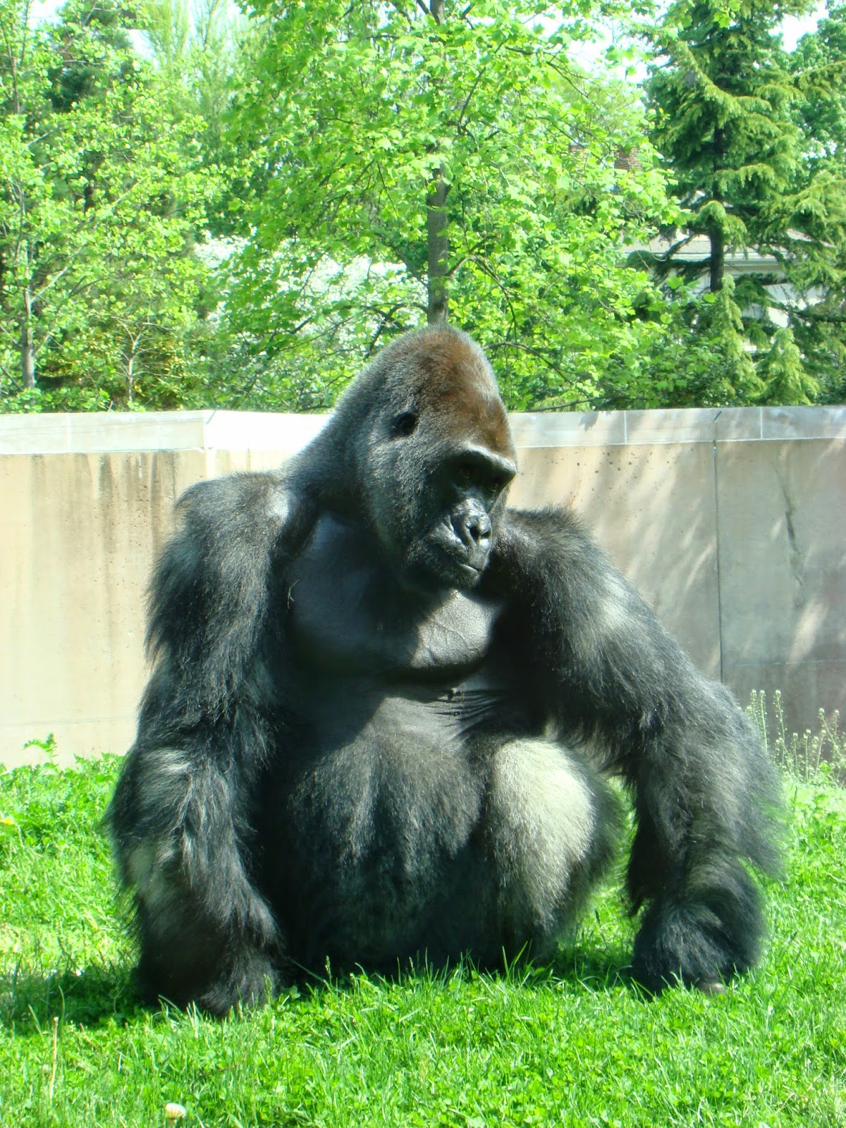 Motuba Inspiring Photography: Motuba-The Majestic Ape