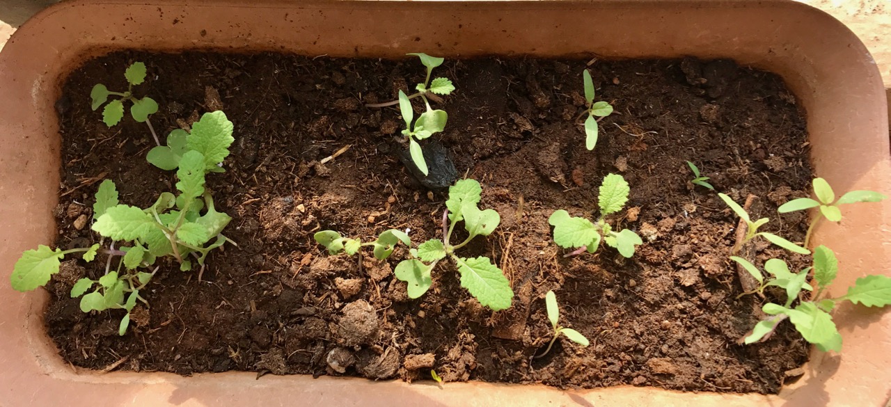 How To Harvest Mustard Seeds