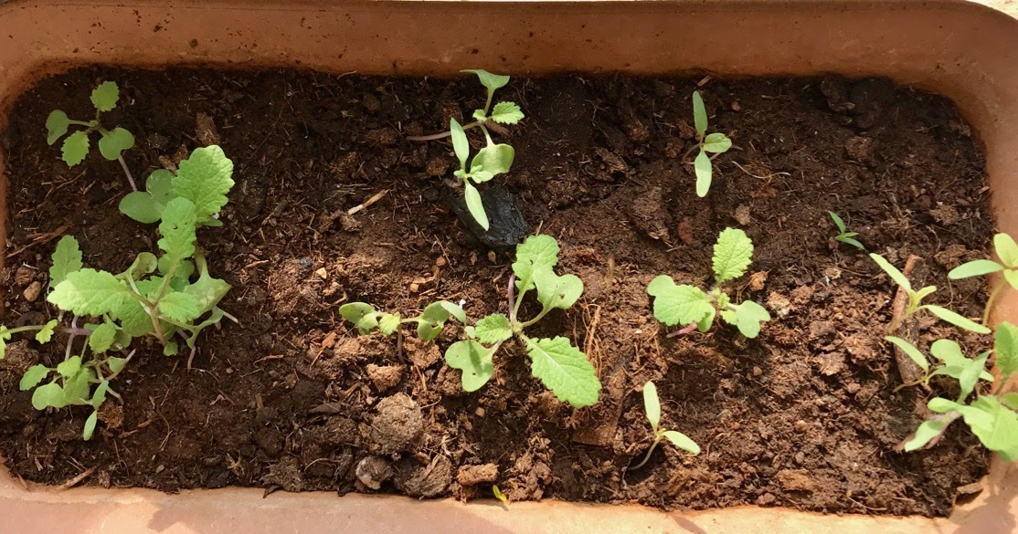 How To Harvest Mustard Seeds