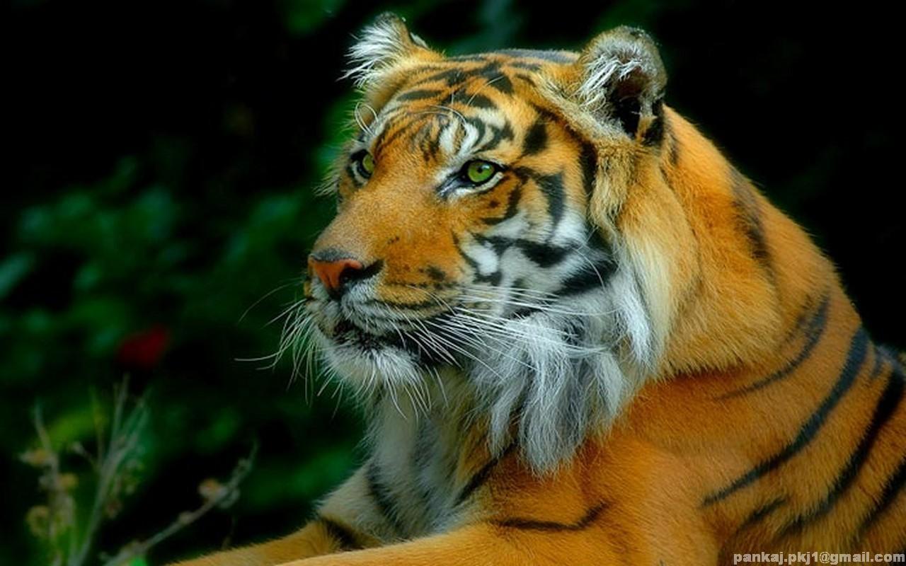 Animal Wallpaper - Enjoy your life