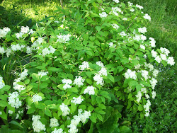 Nietospensaan Deutzia amurensis suloa