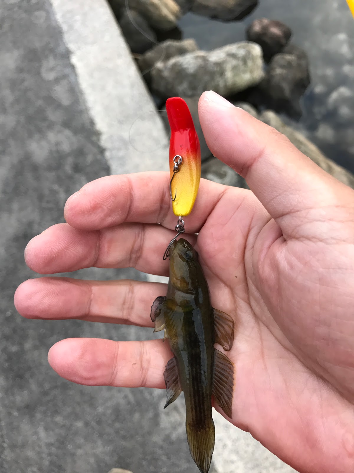 雑多なこと 16年10月30日ルアーでハゼ釣り