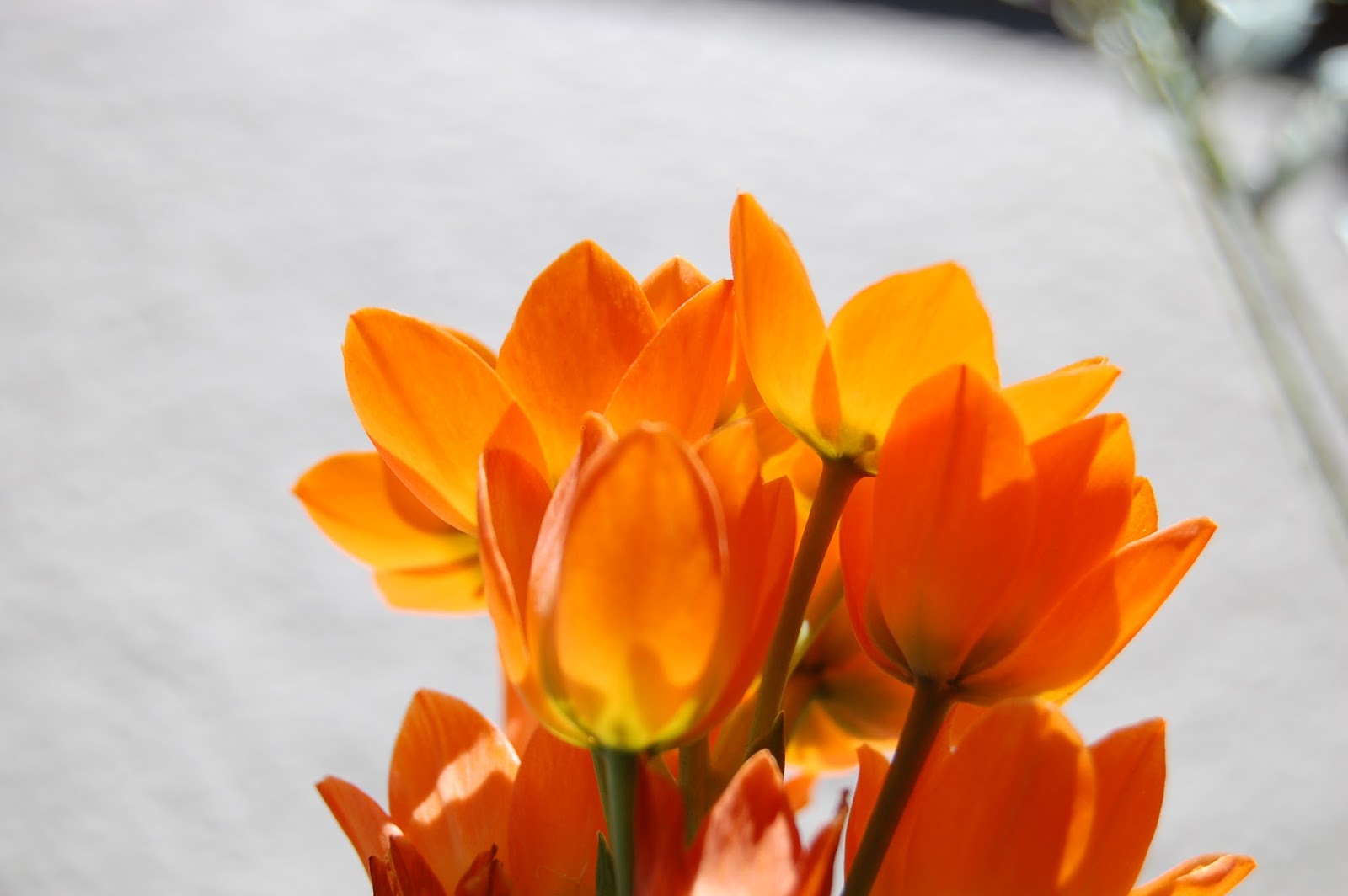 Norm's Nursery South African bulbs