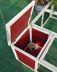 rabbit hutch chicken coop