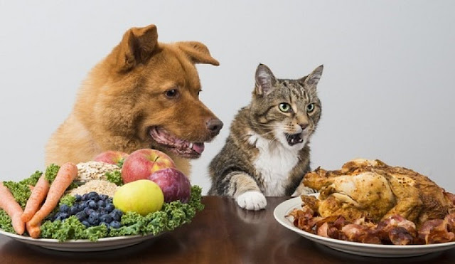 Can My Dog Eat This? A List of Human Foods Dogs Can and Can't Eat Can My Dog Eat This? A List of Human Foods Dogs Can and Can't Eat