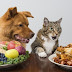 Can My Dog Eat This? A List of Human Foods Dogs Can and Can't Eat