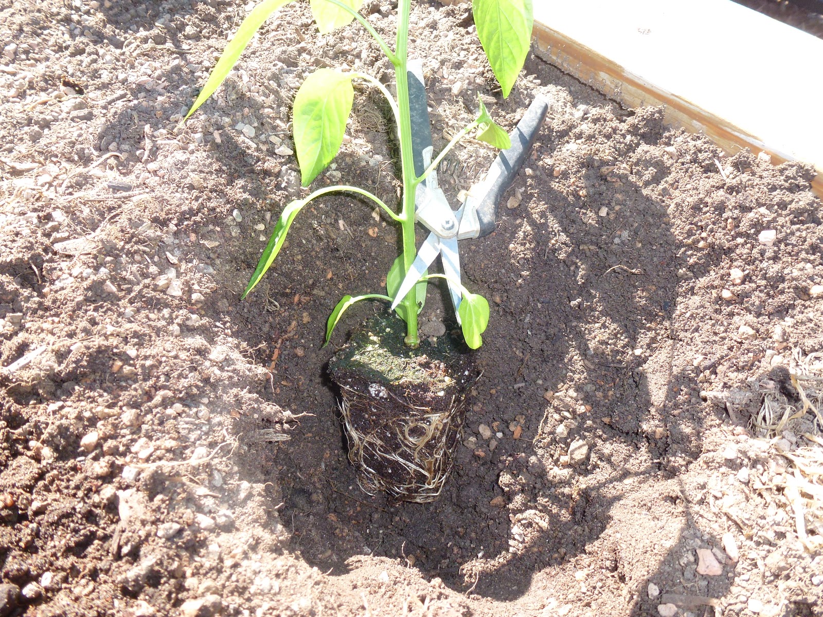 Colorado Garden Punch List