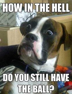 Dog Memes Dog Memes