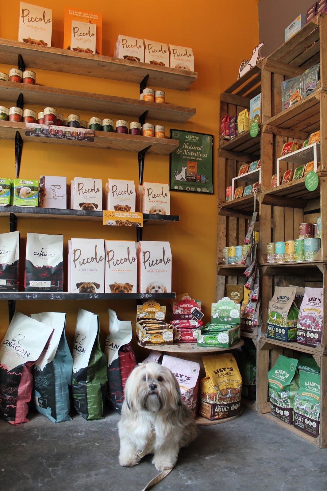 Hounds NewcastleUnderLyme Staffordshire Paws across Britain