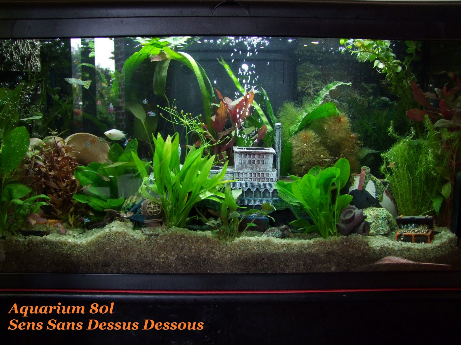 Aquarium maison
