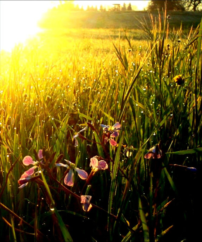 Sunrise Meadow