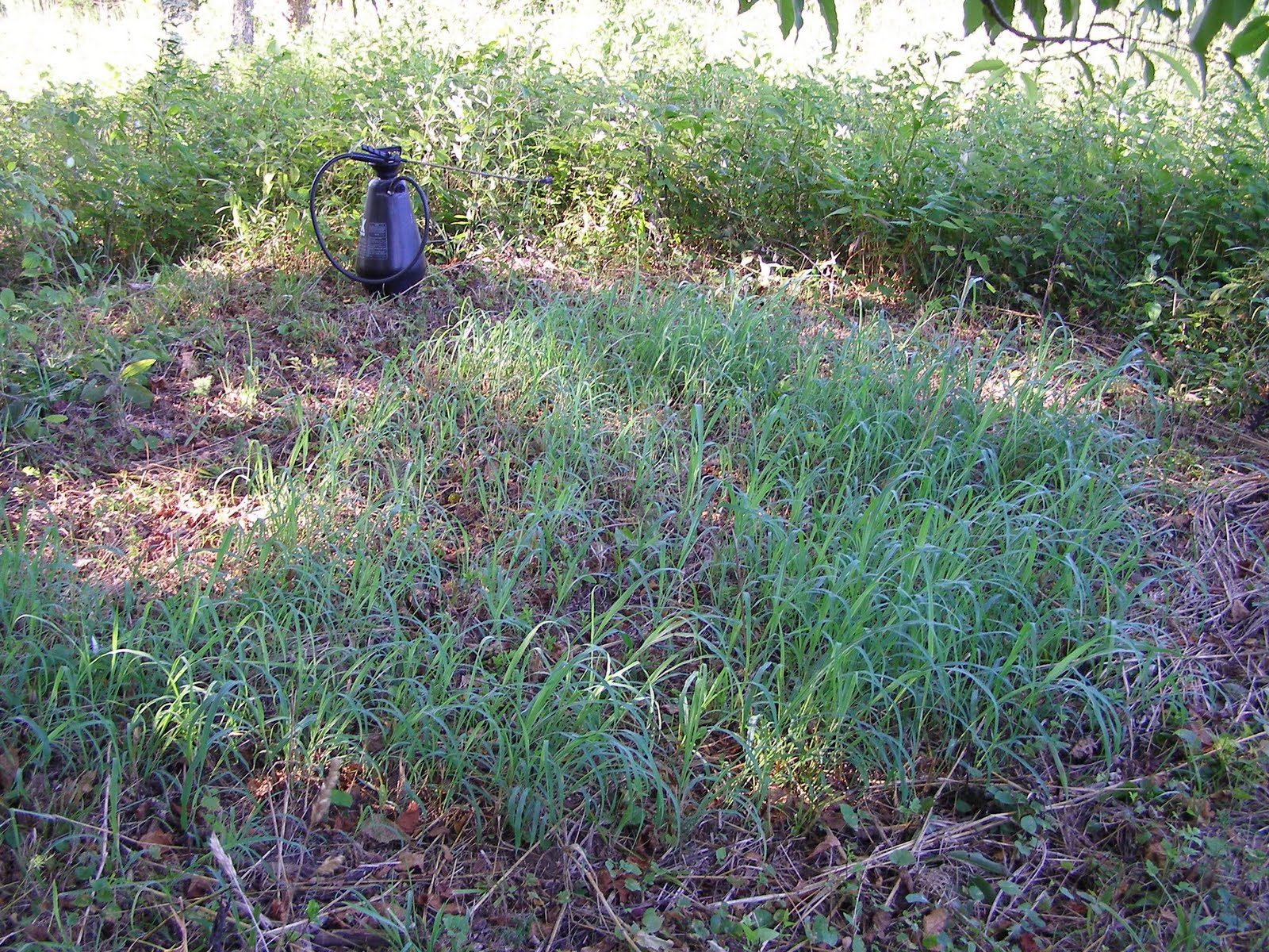 Blue Jay Barrens Johnson Grass