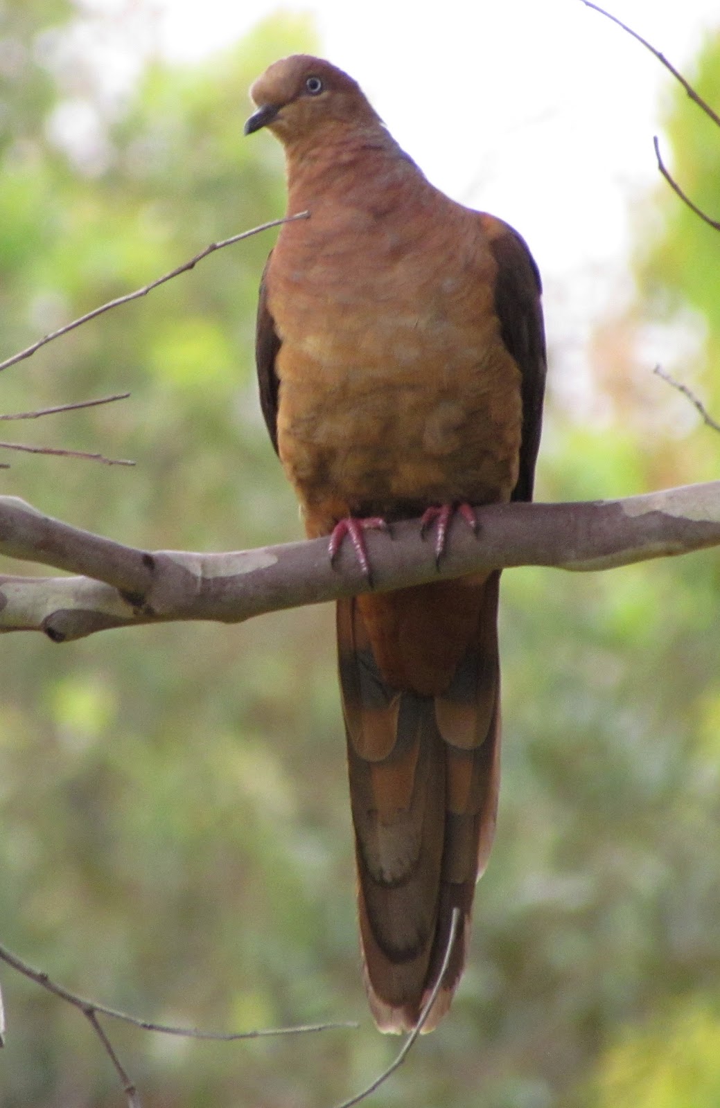 In Japara's backyard One of a pigeon pair