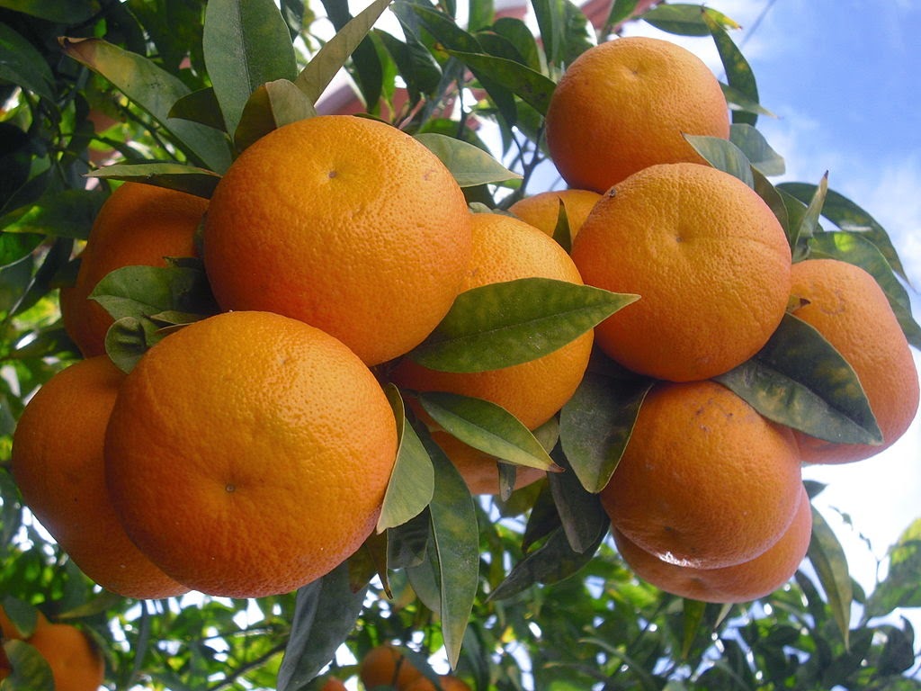 القيمة الغذائية والفوائد العظيمة لفاكهة البرتقال 