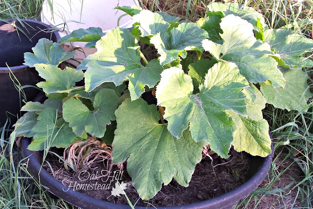 A zucchini plant growing in a large container