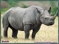 badak
