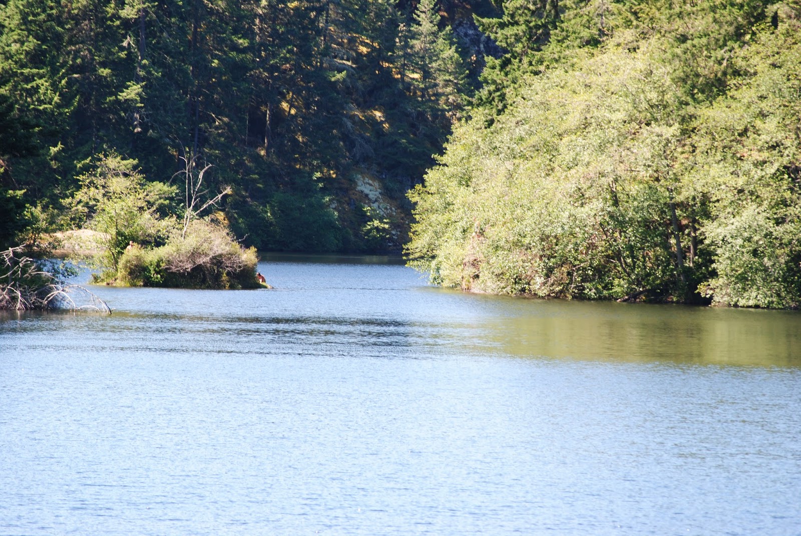 Traveling Nan Whistle Lake, Anacortes Forest Lands