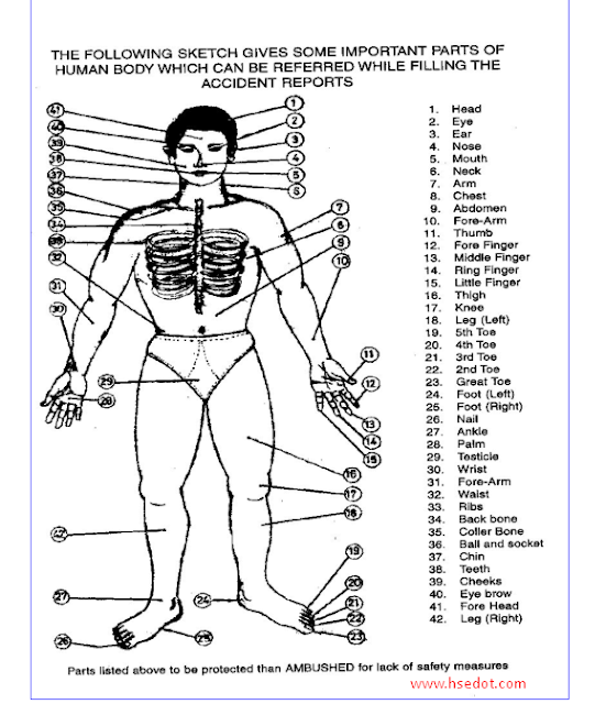 The Human body that can referred while filling the accident Reports
