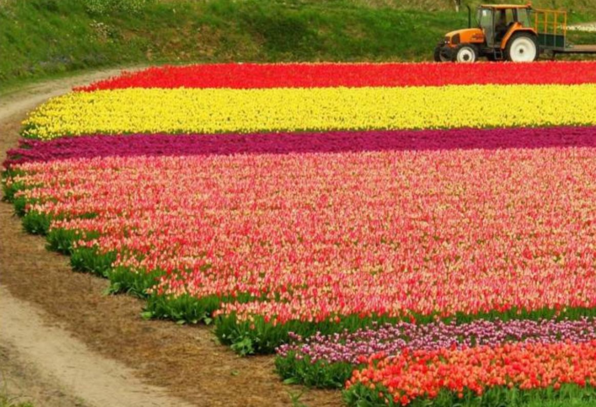 AzrA's Blog Flower farms of Holland