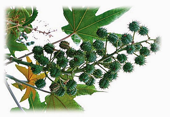 Plantas venenosas - Mamona (Ricinus Communis)