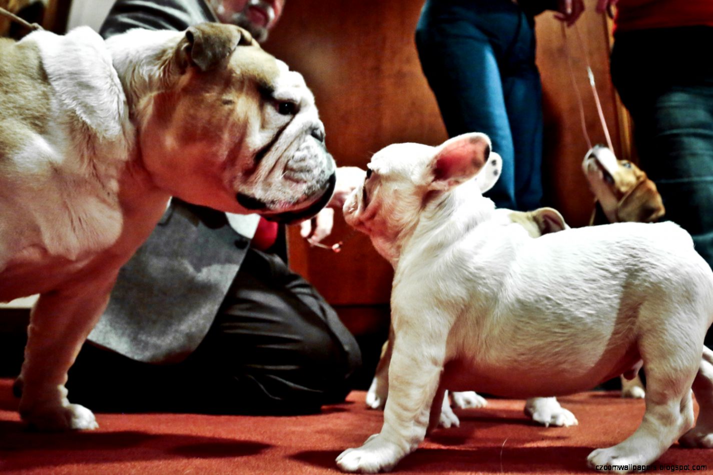 2015 French Bulldogs Long Island Wallpapers Pictures Images and