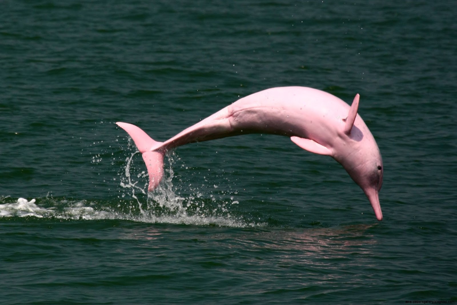 Pink River Dolphin Amazon Rainforest Wallpapers Gallery pink-river-dolphin-amazon-rainforest-wallpapers-gallery