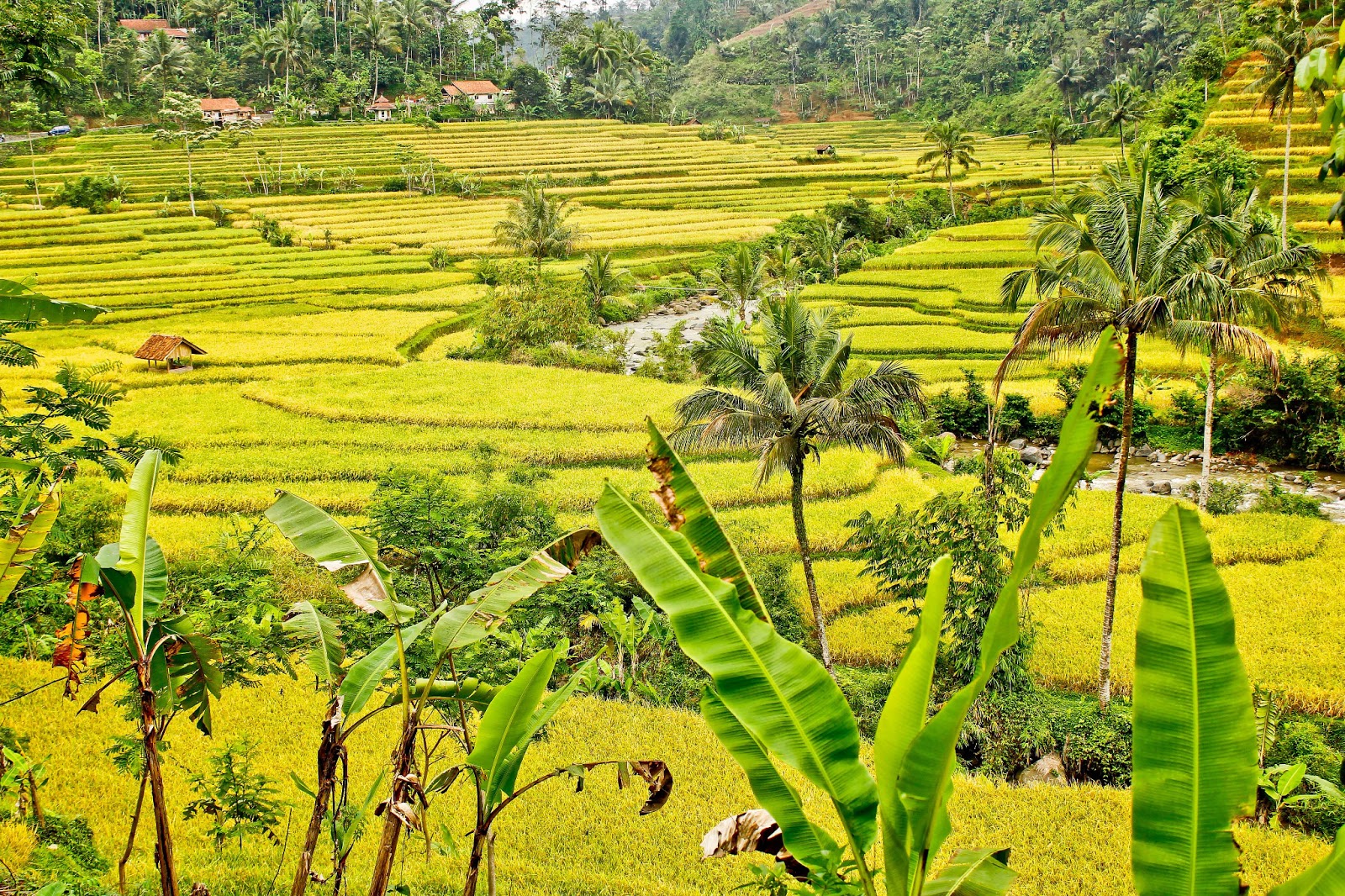  GAMBAR  PEMANDANGAN  SAWAH DAN PEGUNUNGAN  TERINDAH 