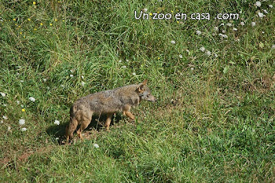 Lobo en el parque de Cabárceno