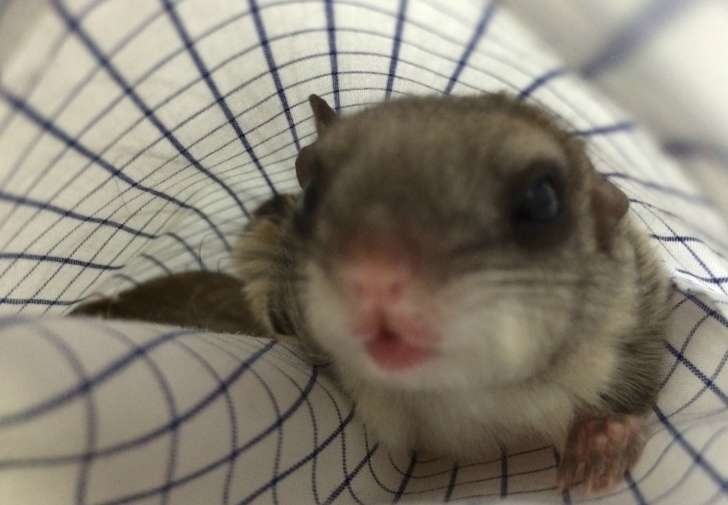 Flying squirrels are nocturnal animals who chirp like birds. - This Guy Saved A Tiny Animal, But Had No Idea What It Actually Was. Flying squirrels are nocturnal animals who chirp like birds. - This Guy Saved A Tiny Animal, But Had No Idea What It Actually Was.