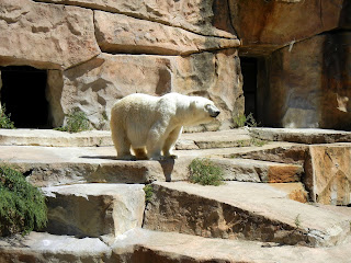 White polar bear at the Henry Vilas Zoo in Madison, Wisconsin