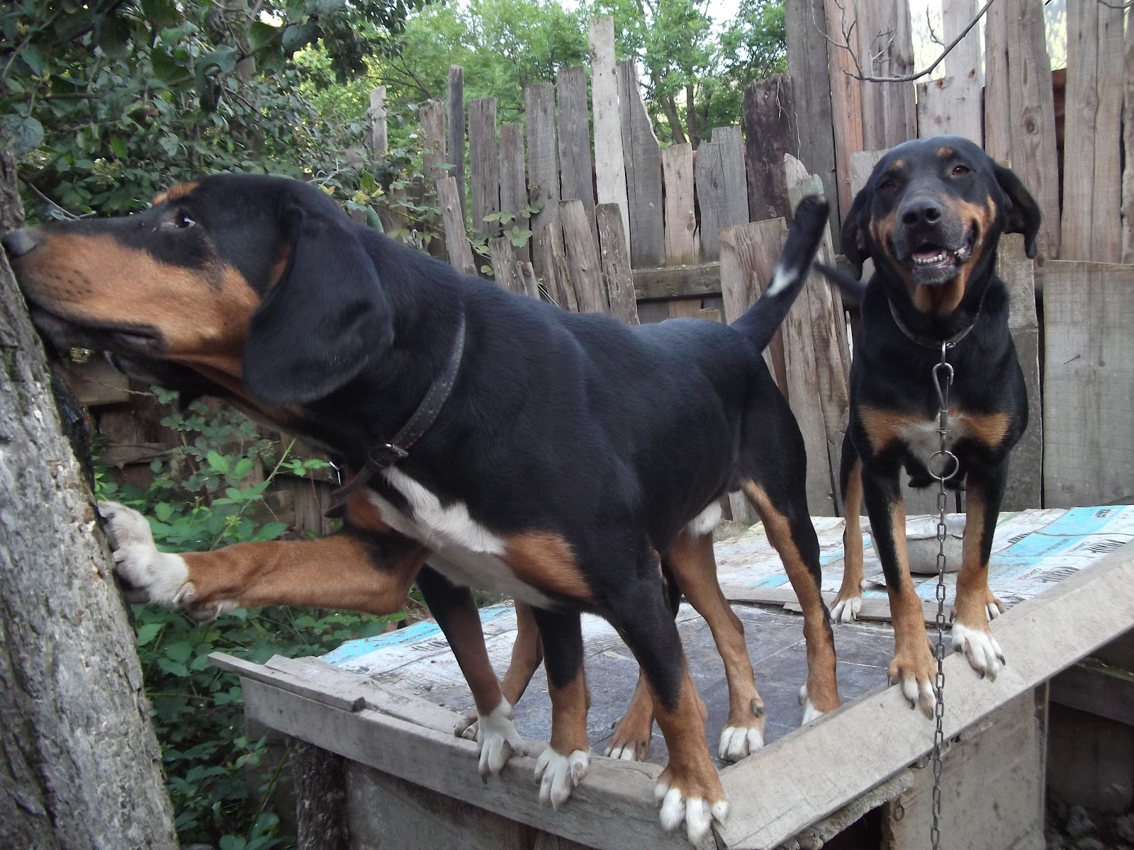 İlkokul, Ortaokul ve Lise Ders Notları Hayvanlar İle İlgili İlginç