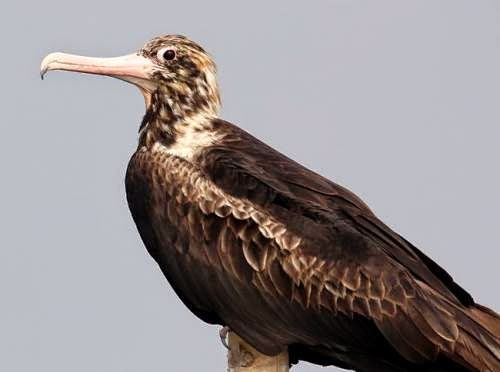 Indian birds - Christmas Island frigatebird - Fregata andrewsi