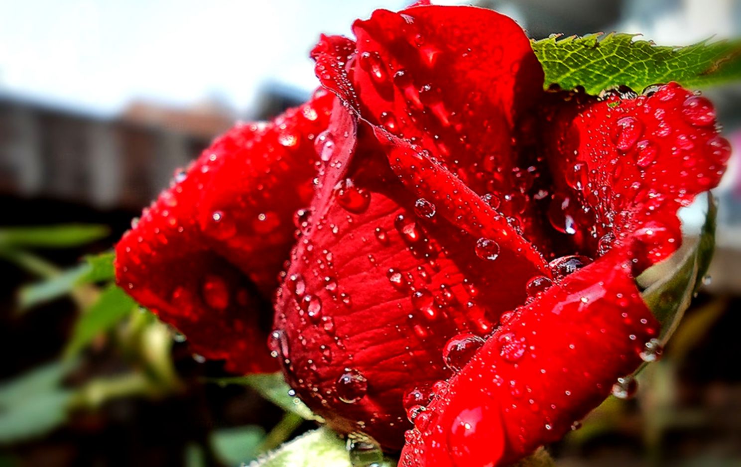Rose Flower Hd Images Free Download