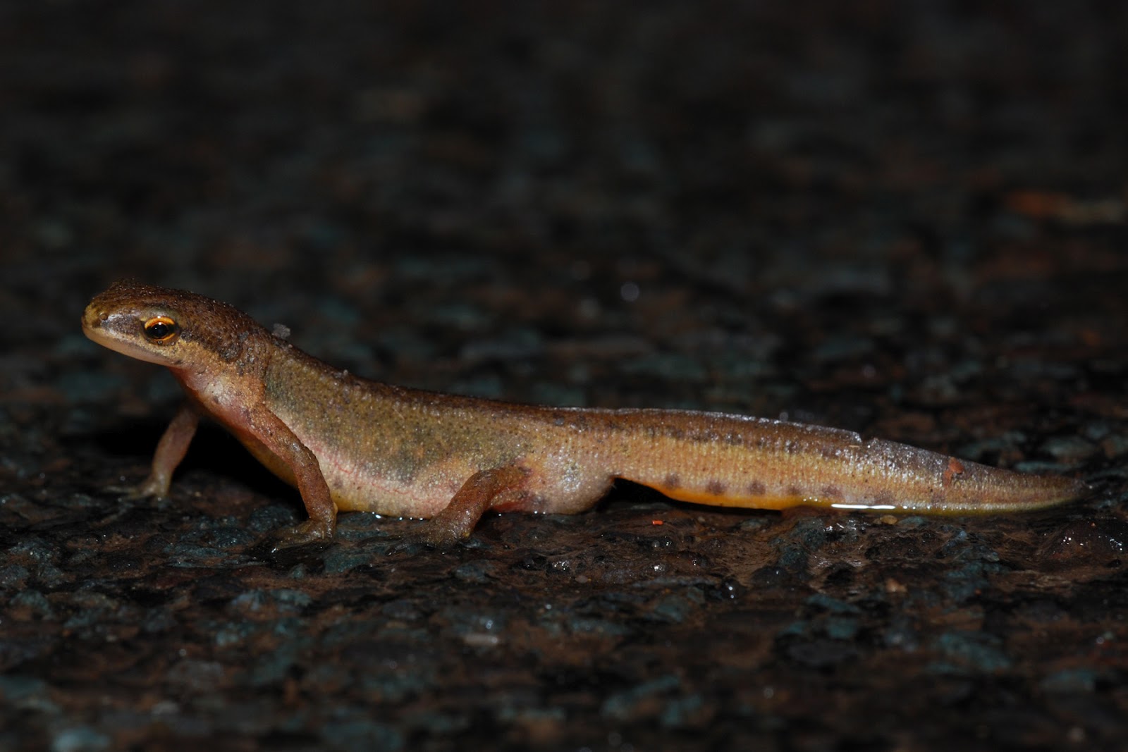 Yorkshire Field Herping And Wildlife Photography Now For The Amphibians yorkshire-field-herping-and-wildlife-photography-now-for-the-amphibians