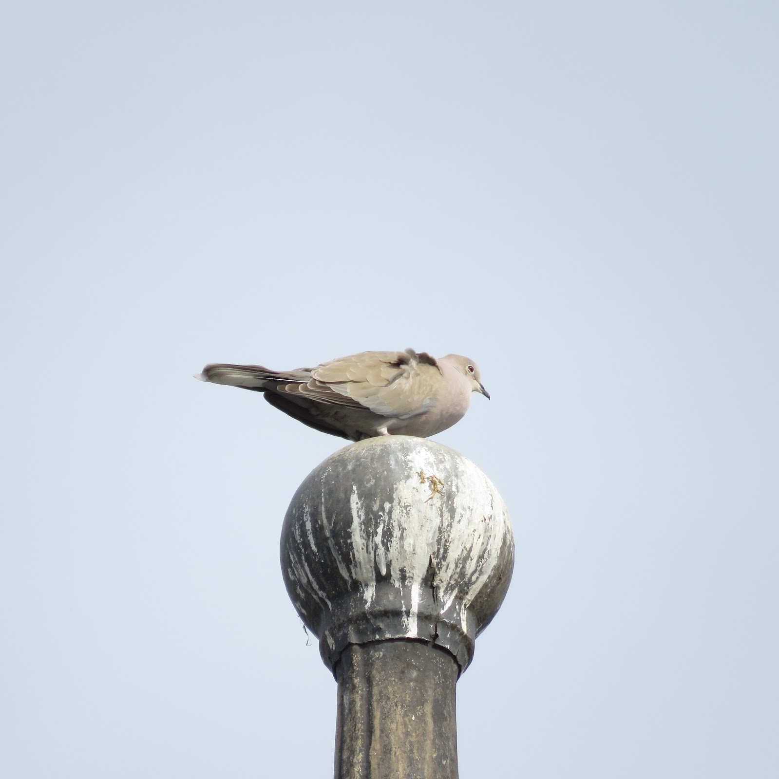 The Rattling Crow Collared Dove exhibition flight