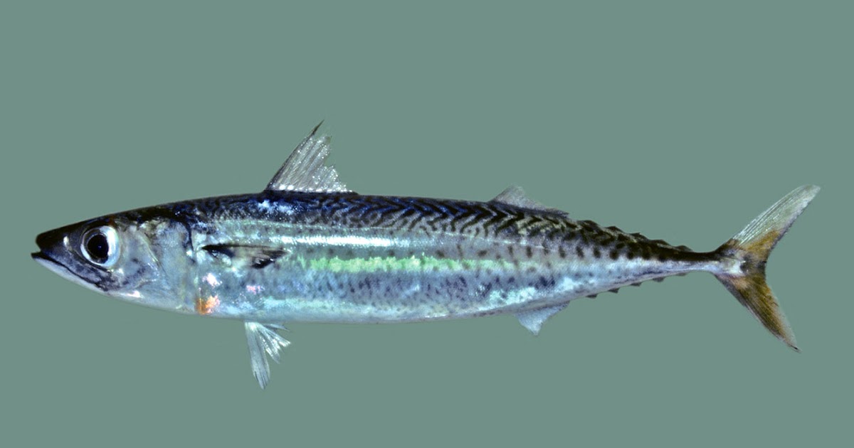 Oppdag Fisk! Blå Makrell/Blue Mackerel/Pacific