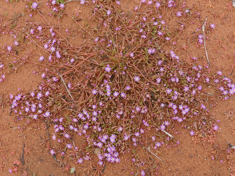 Ian Fraser, talking naturally The Great Sandy Desert 3, trees and herbs