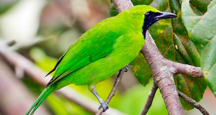 Tips Makanan Burung Untuk Cucak Ijo Yang Bagus Agar Gacor Pusat