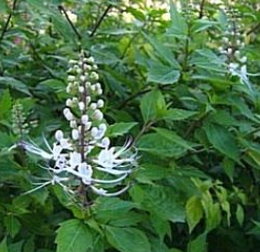 Beginilah Gambar Tanaman Apotik Hidup Dan Manfaatnya Kekinian