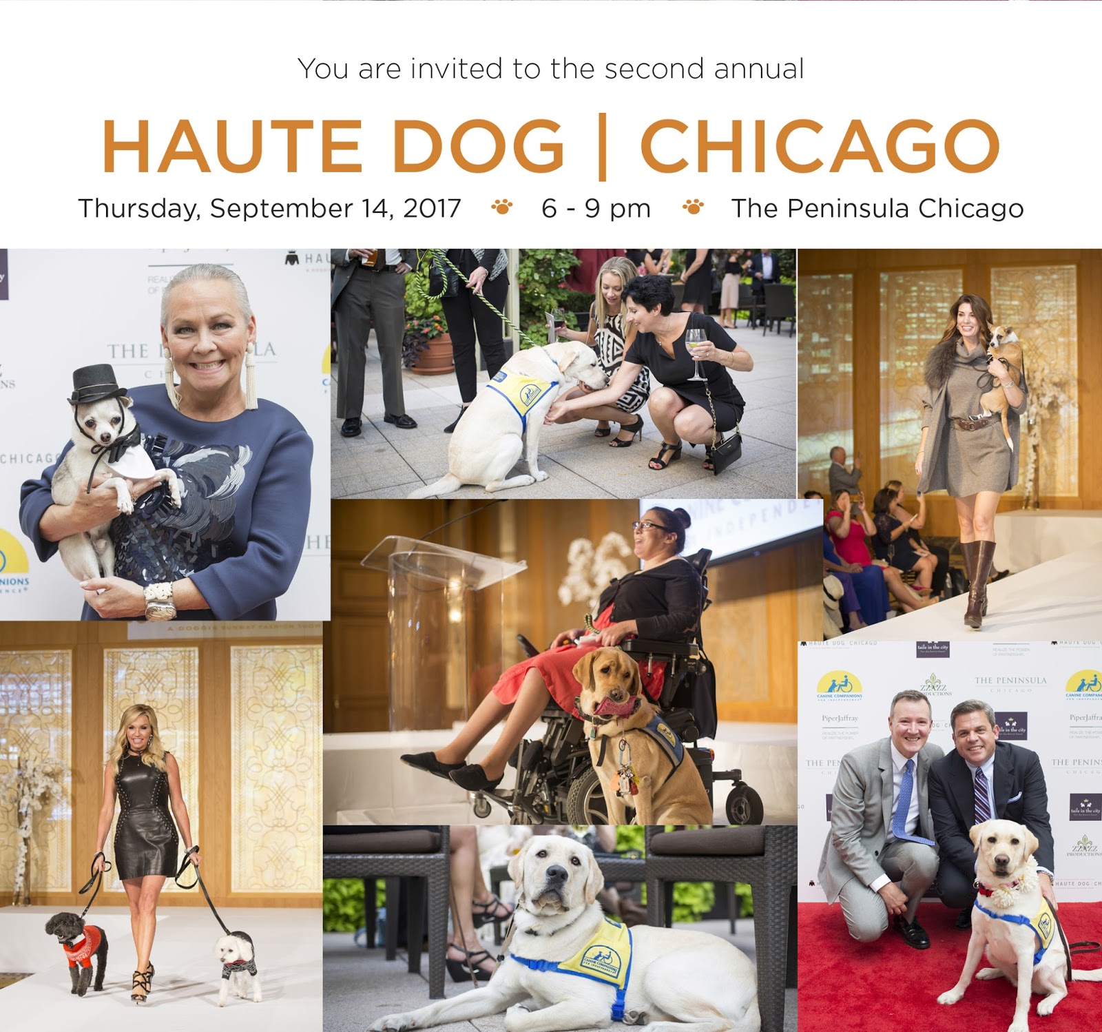 Tails in the City Events Haute Dog Chicago A Doggy Runway Fashion
