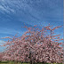 豊前「静豊園」の河津桜