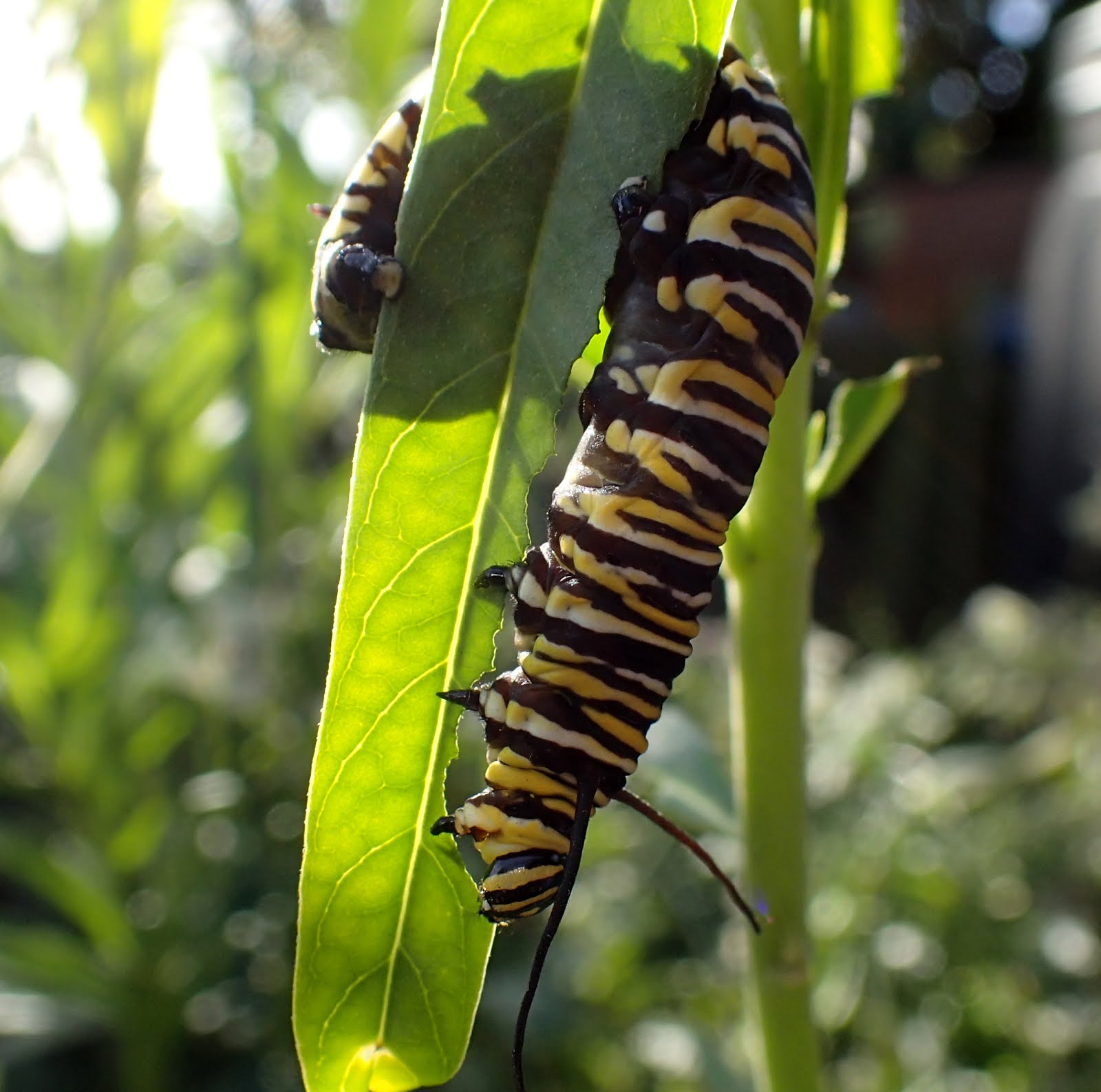 Monarch larvae