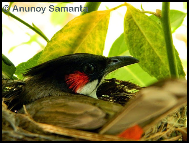 Lady Bulbul hatching inside one of our Rose Shrubs