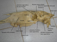 SOS Medicina Veterinária: Anatomia II - Cranio - Ruminante, suino ...