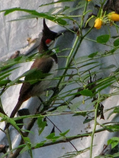 Red-Whiskered Bulbul, Pycnonotus jocosus