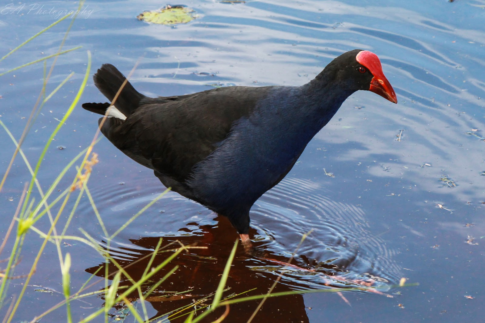 The Greatest of These is LOVE World Bird Wednesday Moorhen & Swamphen